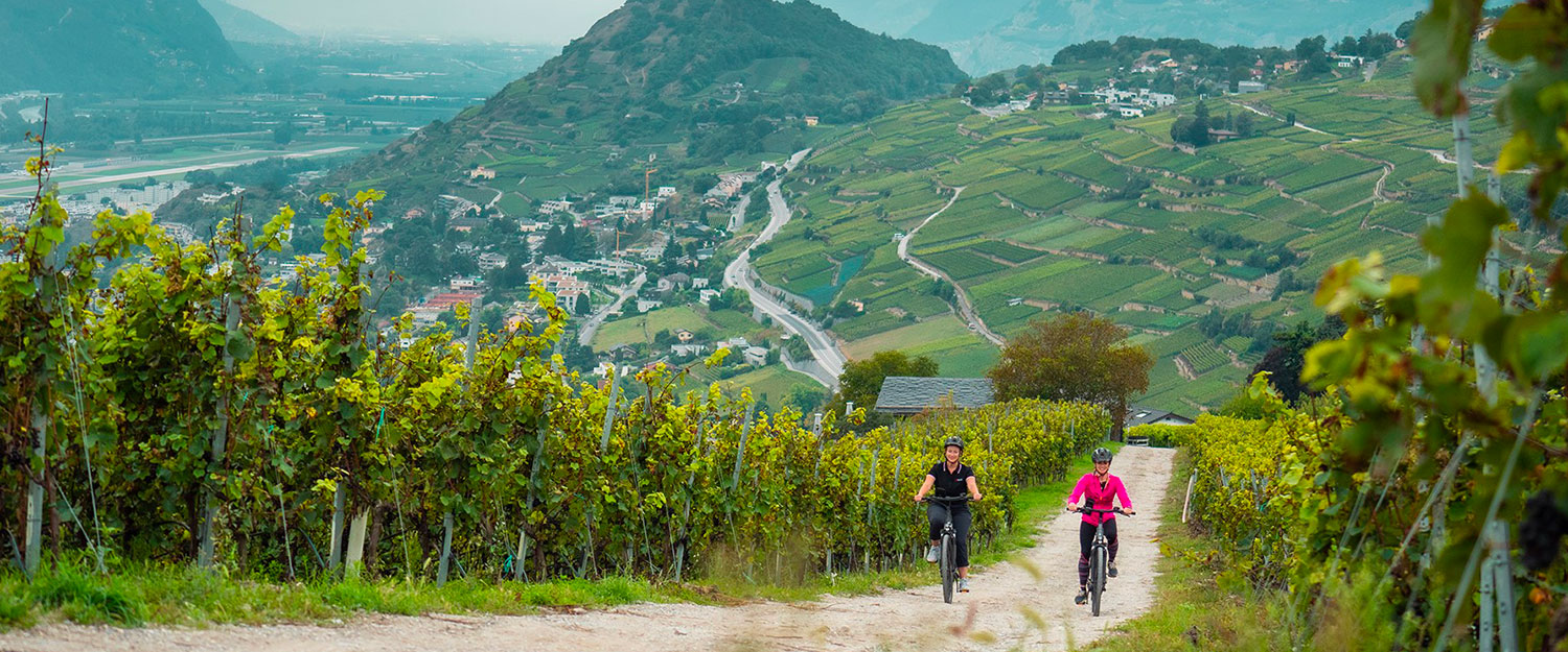 Vignoble à vélo en Valais