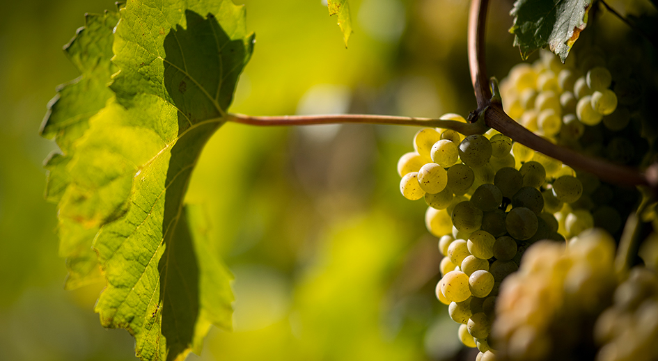 Cépage Petite Arvine du Valais
